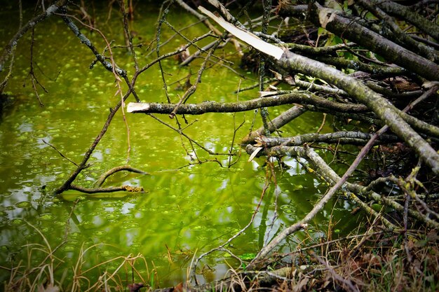 Foto riflessione degli alberi nell'acqua