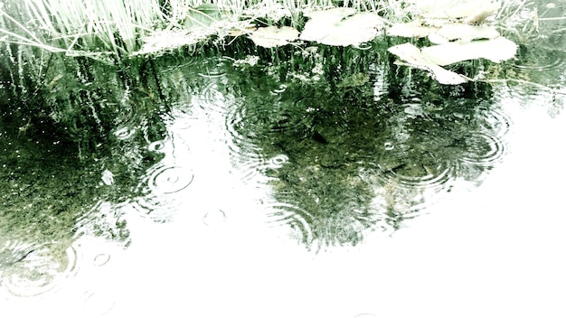 Foto riflessione degli alberi nell'acqua