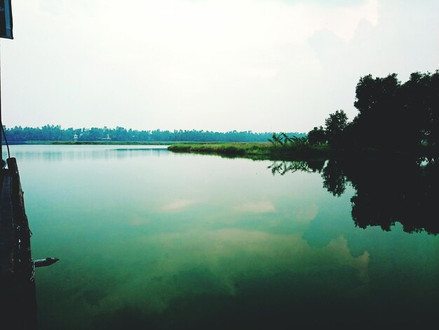 Reflection of trees in water