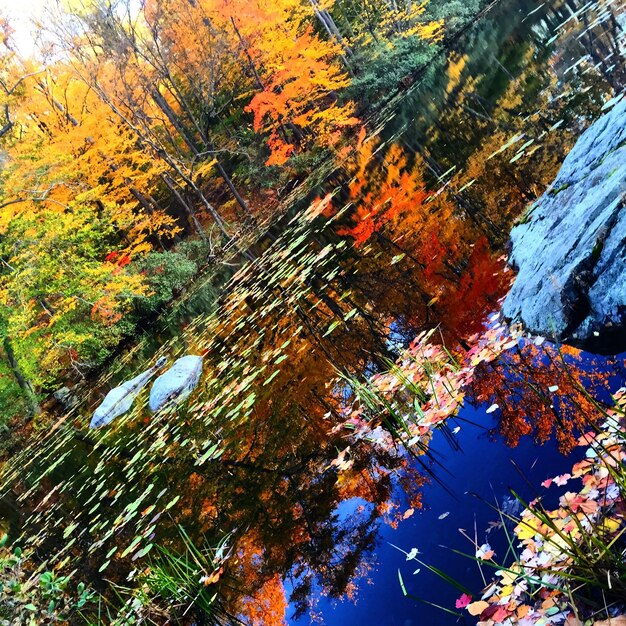 Foto riflessione degli alberi nell'acqua