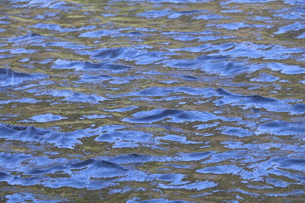 Foto riflessione degli alberi nell'acqua