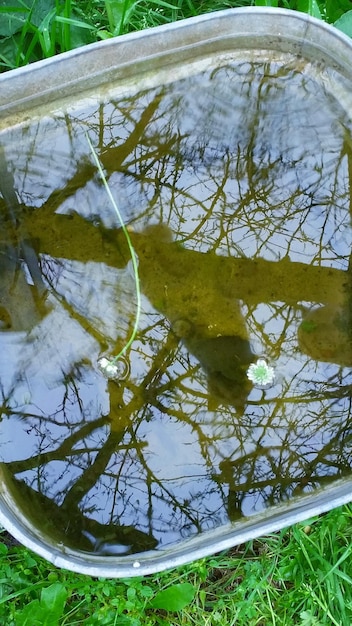 Foto riflesso degli alberi nell'acqua