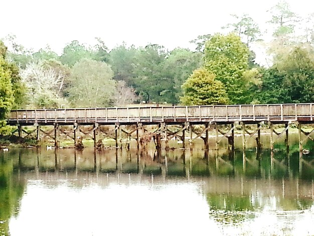 Foto riflessione degli alberi nell'acqua