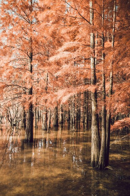 Photo reflection of trees in water