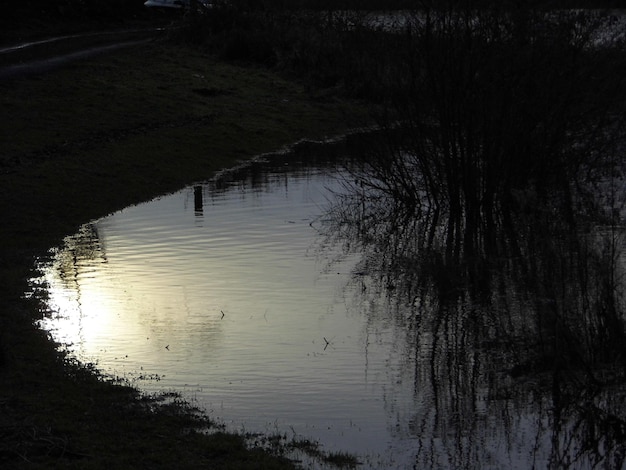 Foto riflesso degli alberi nell'acqua