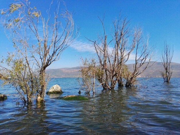 Foto riflessione degli alberi nell'acqua