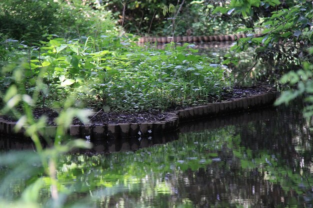 Reflection of trees in water