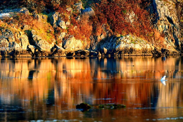 Photo reflection of trees in water