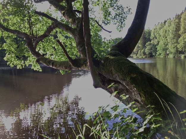 Foto riflessione degli alberi nell'acqua