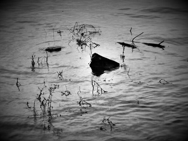 Foto riflessione degli alberi nell'acqua