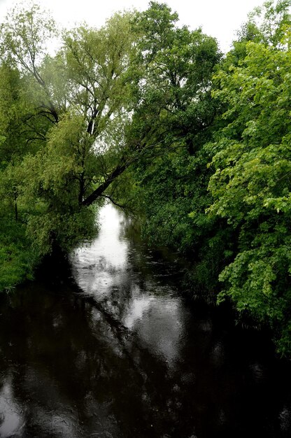 Foto riflessione degli alberi nell'acqua