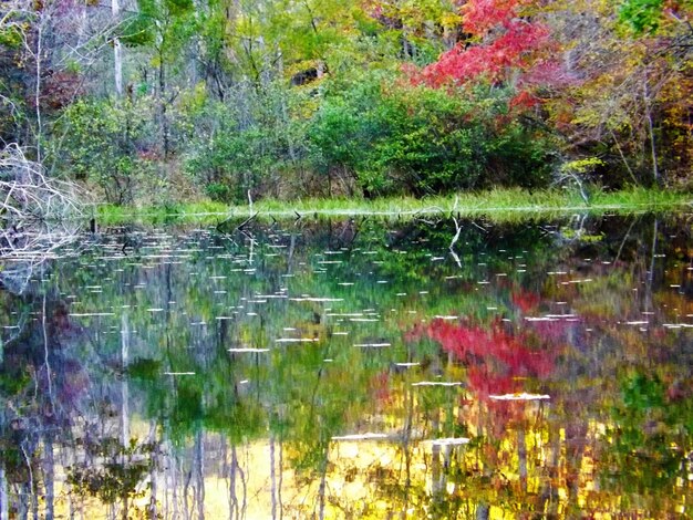 Foto riflessione degli alberi nell'acqua