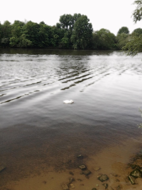 Отражение деревьев в воде