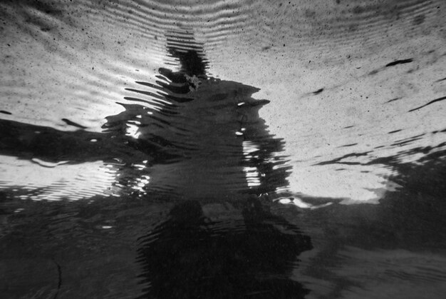 Photo reflection of trees in water