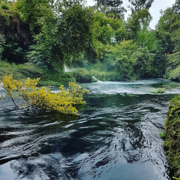 Foto riflessione degli alberi nell'acqua