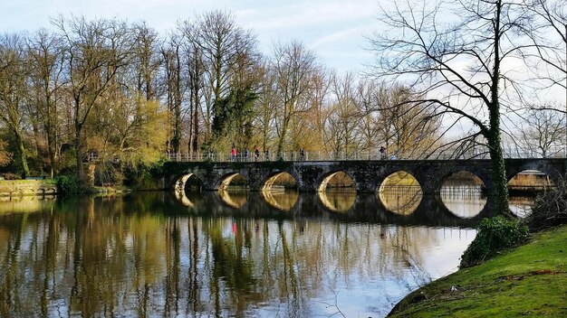 Foto riflessione degli alberi nell'acqua