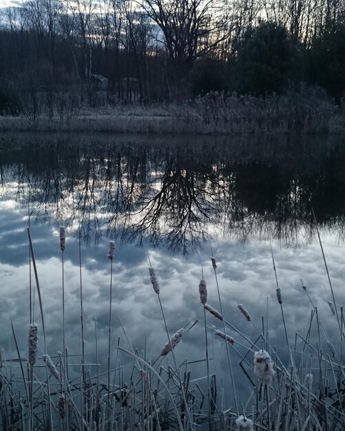 Reflection of trees in water