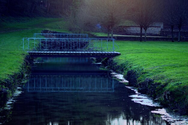 Reflection of trees in water