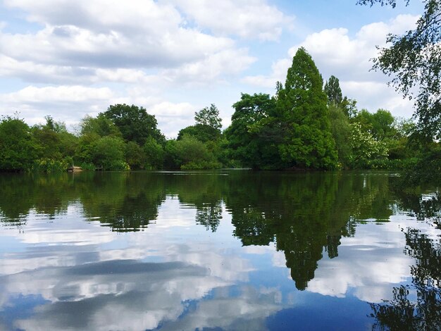 Reflection of trees in water