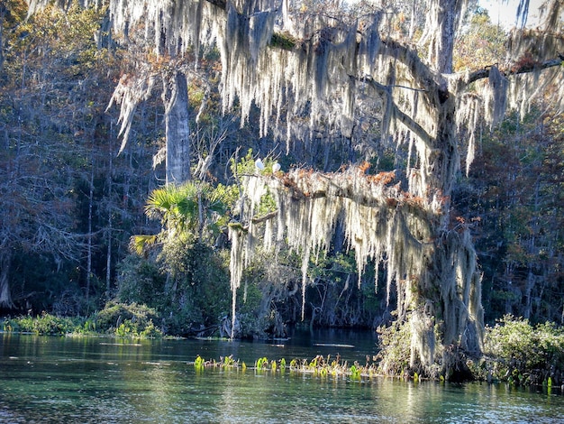 Foto riflesso degli alberi nell'acqua