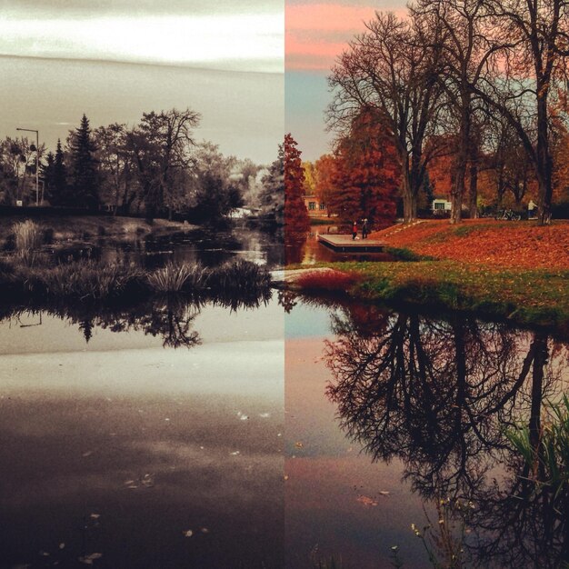 Foto riflessione degli alberi nell'acqua