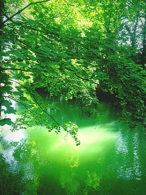 Foto riflessione degli alberi nell'acqua