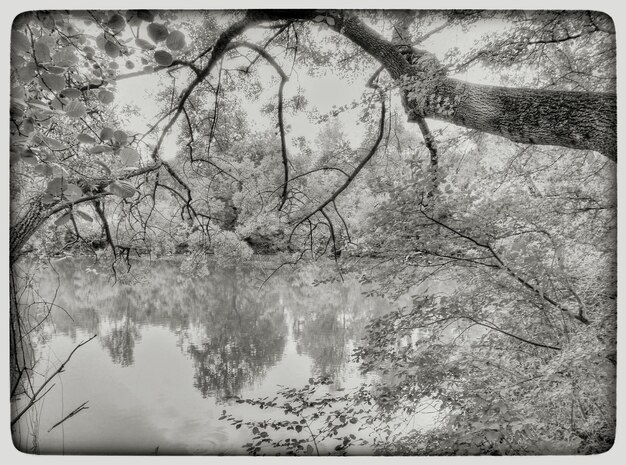 Photo reflection of trees in water