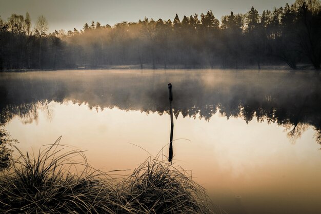 Reflection of trees on water