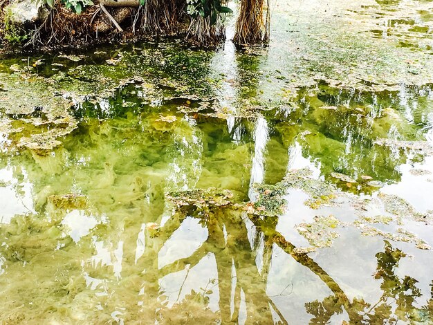 Photo reflection of trees in water