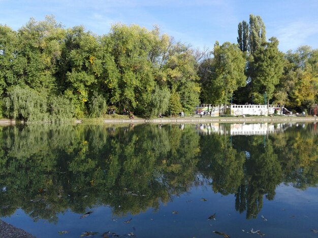 Foto riflessione degli alberi nell'acqua