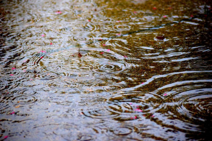 Photo reflection of trees in water