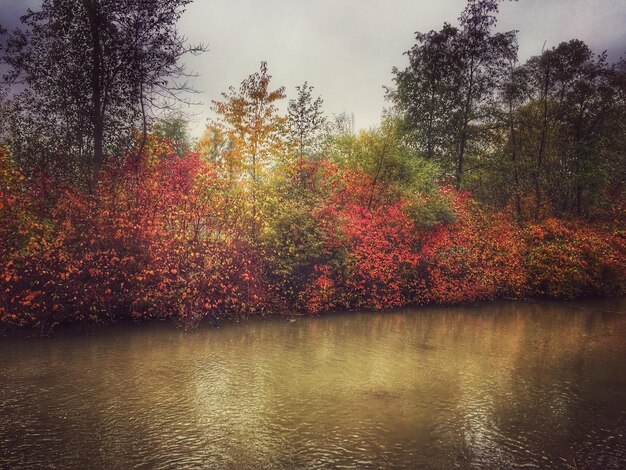 Foto riflessione degli alberi nell'acqua