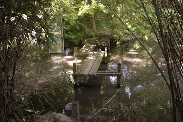 Foto riflessione degli alberi nell'acqua