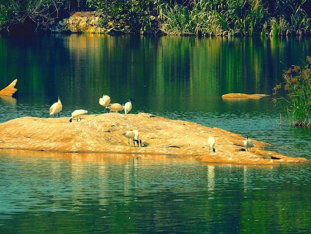 Foto riflesso degli alberi nell'acqua