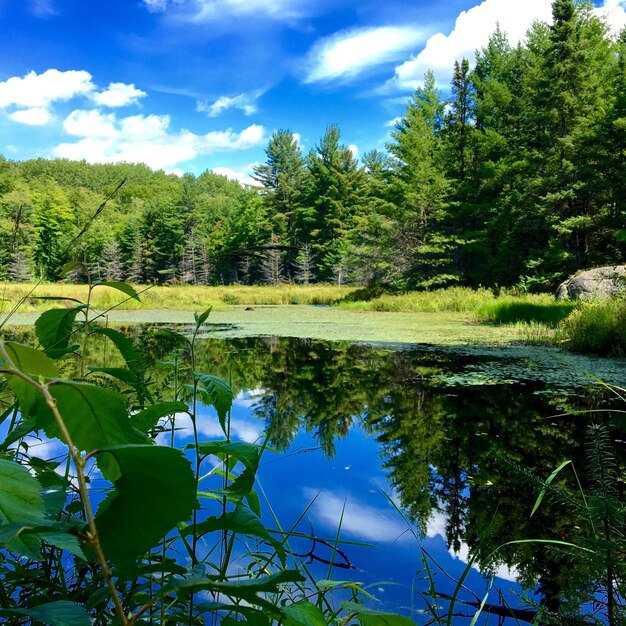 Foto riflessione degli alberi nell'acqua