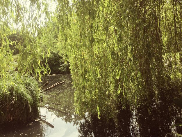 Foto riflessione degli alberi nell'acqua