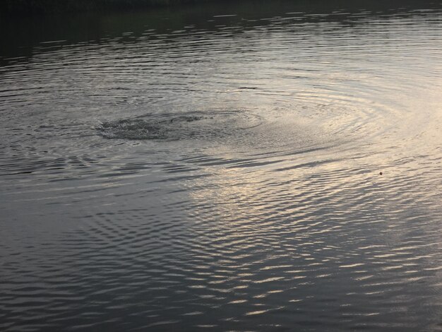 Photo reflection of trees in water