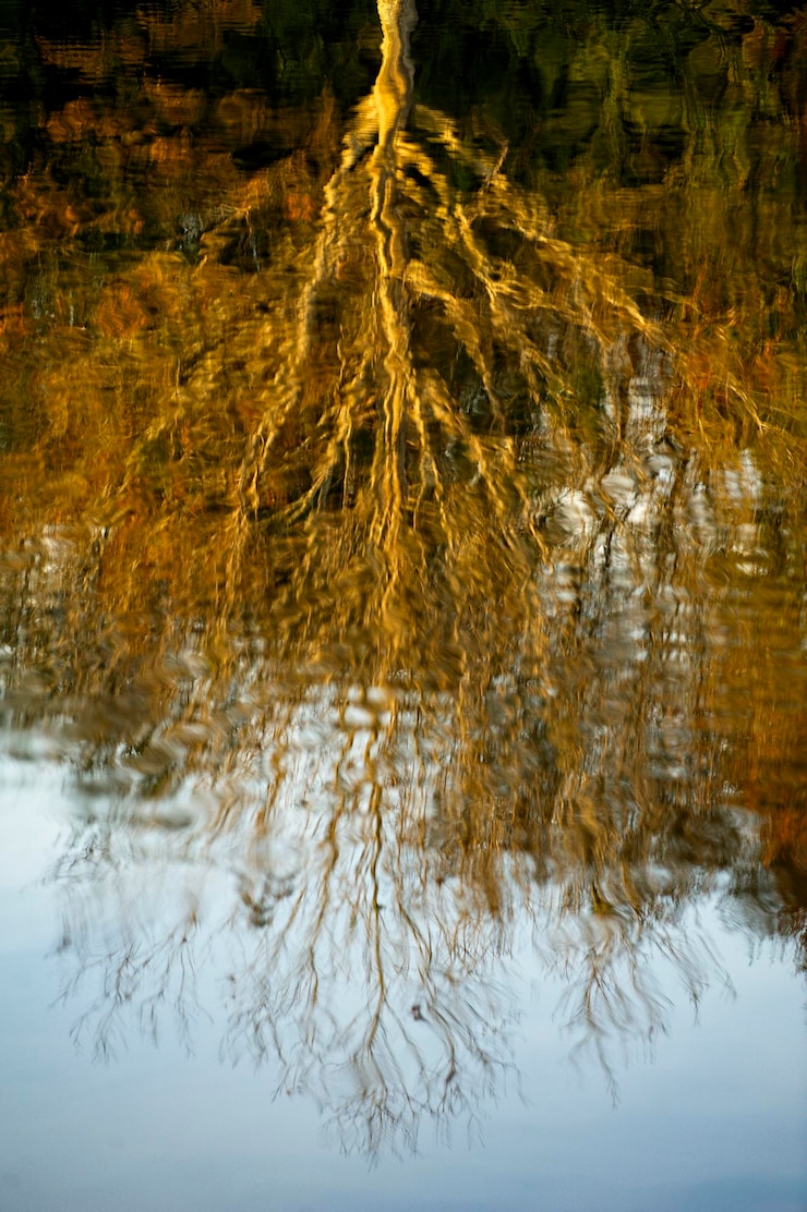 Photo reflection of trees in water