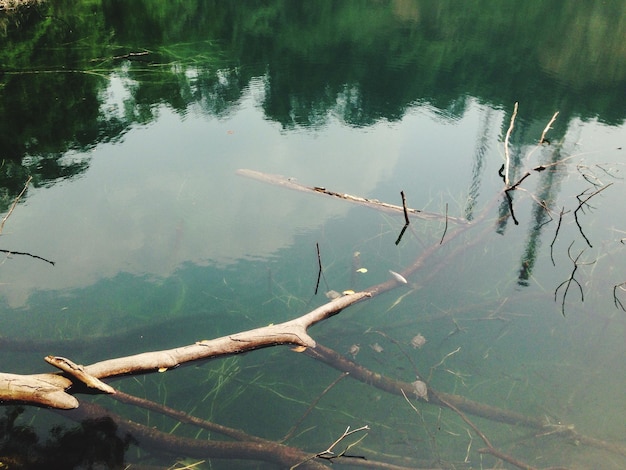 Foto riflessione degli alberi nell'acqua