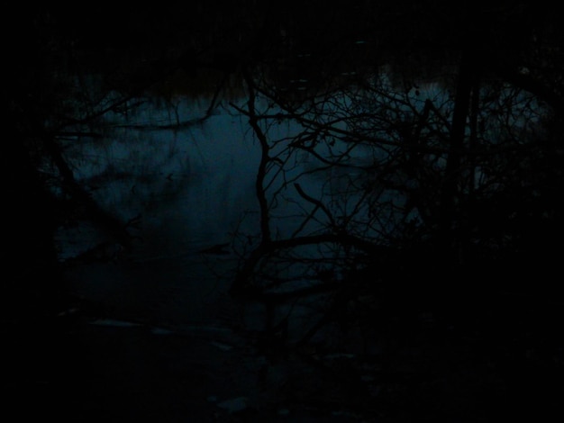 Foto riflesso degli alberi nell'acqua