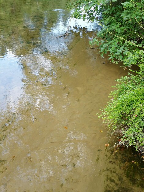 Отражение деревьев в воде