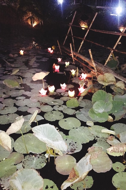 Foto riflessione degli alberi nell'acqua