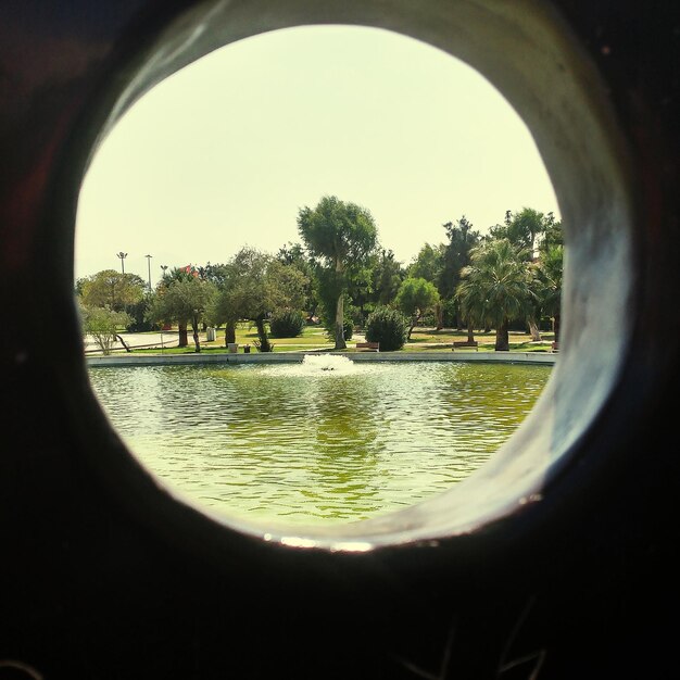 Reflection of trees in water