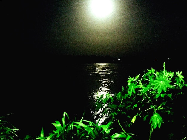 Photo reflection of trees in water