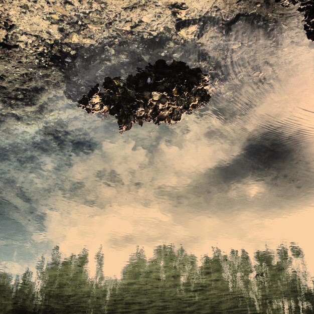 Photo reflection of trees in water