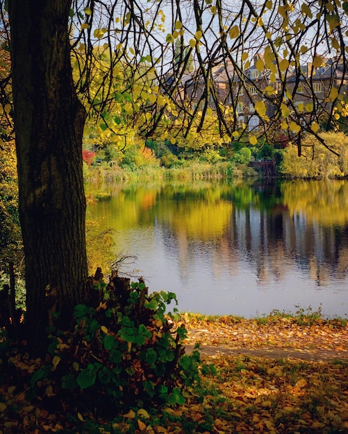 Отражение деревьев в воде