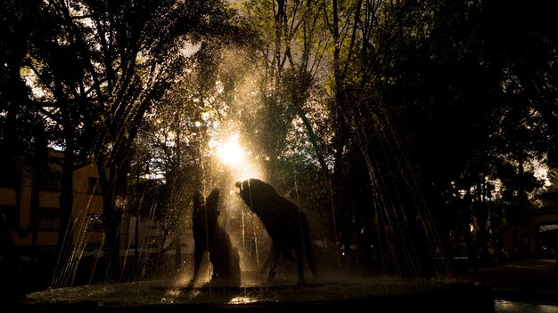 Foto riflessione degli alberi nell'acqua