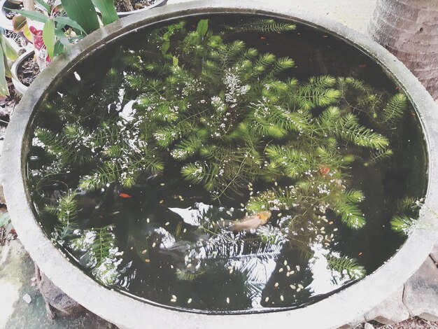 Photo reflection of trees in water