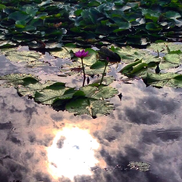 Foto riflessione degli alberi nell'acqua