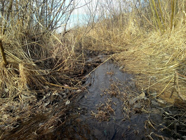 Отражение деревьев в воде